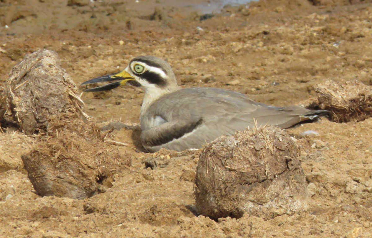 Great Thick-knee - ML617236969