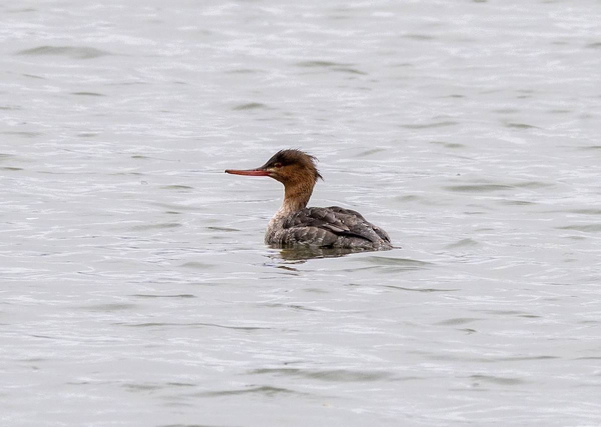 Red-breasted Merganser - ML617237071