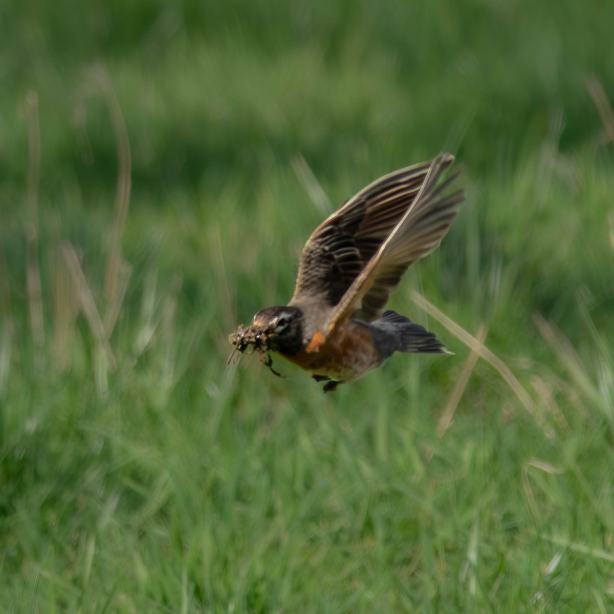 American Robin - ML617237074