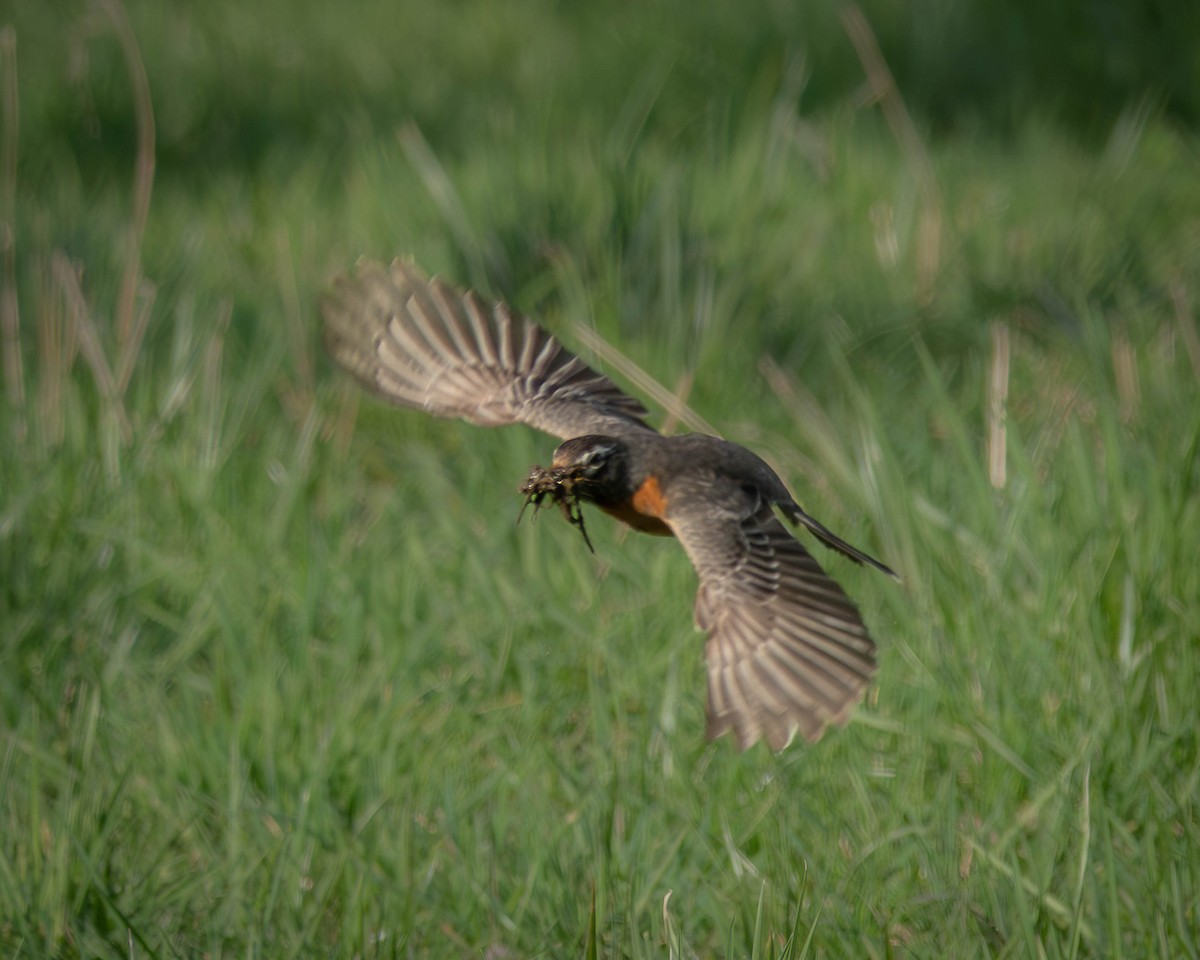 American Robin - ML617237075