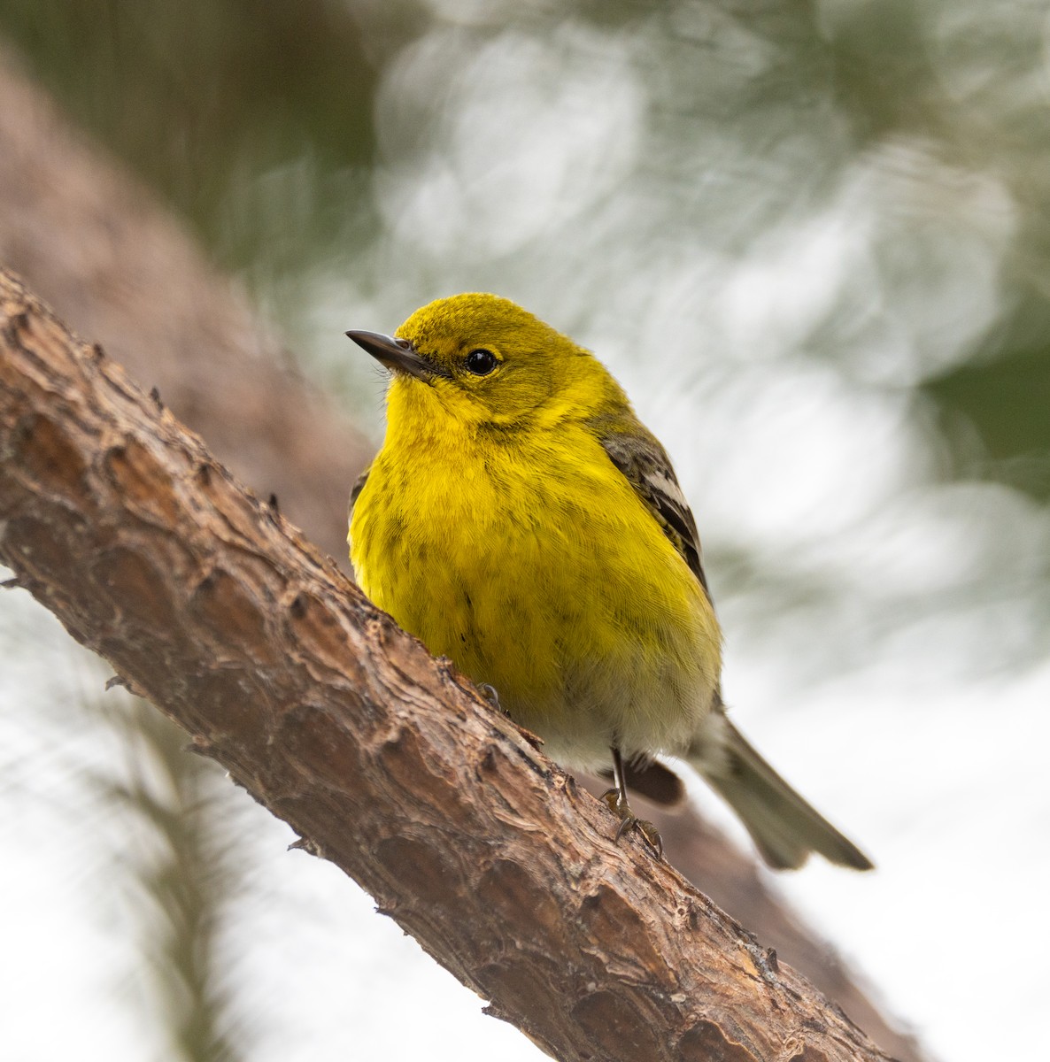 Pine Warbler - ML617237080