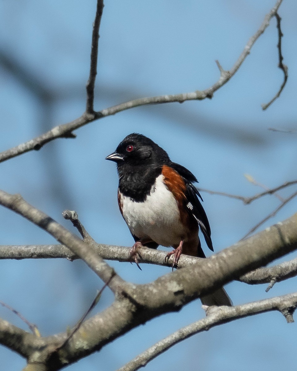 Eastern Towhee - ML617237090