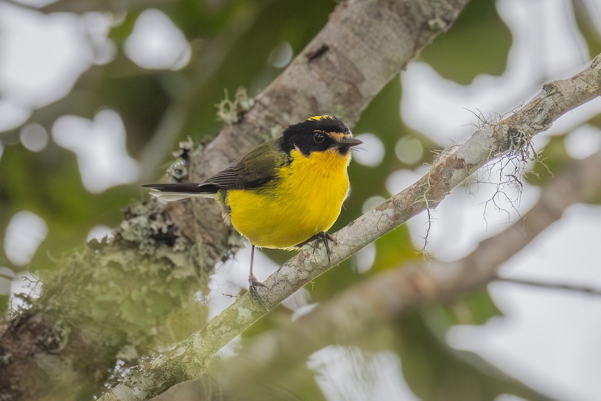 Yellow-crowned Redstart - Mariann Cyr