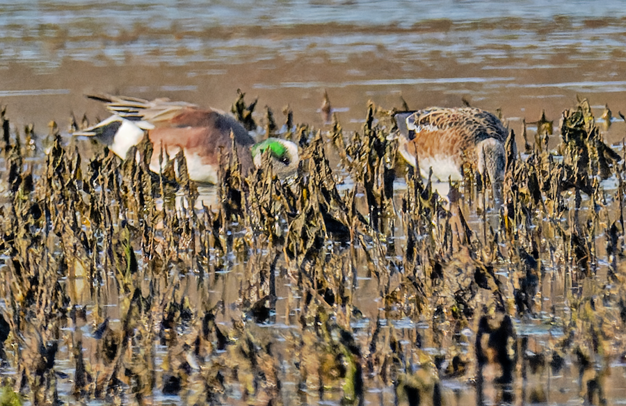 American Wigeon - Kristine Mika