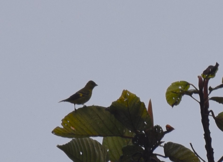 Olivaceous Siskin - Nick Kowalske