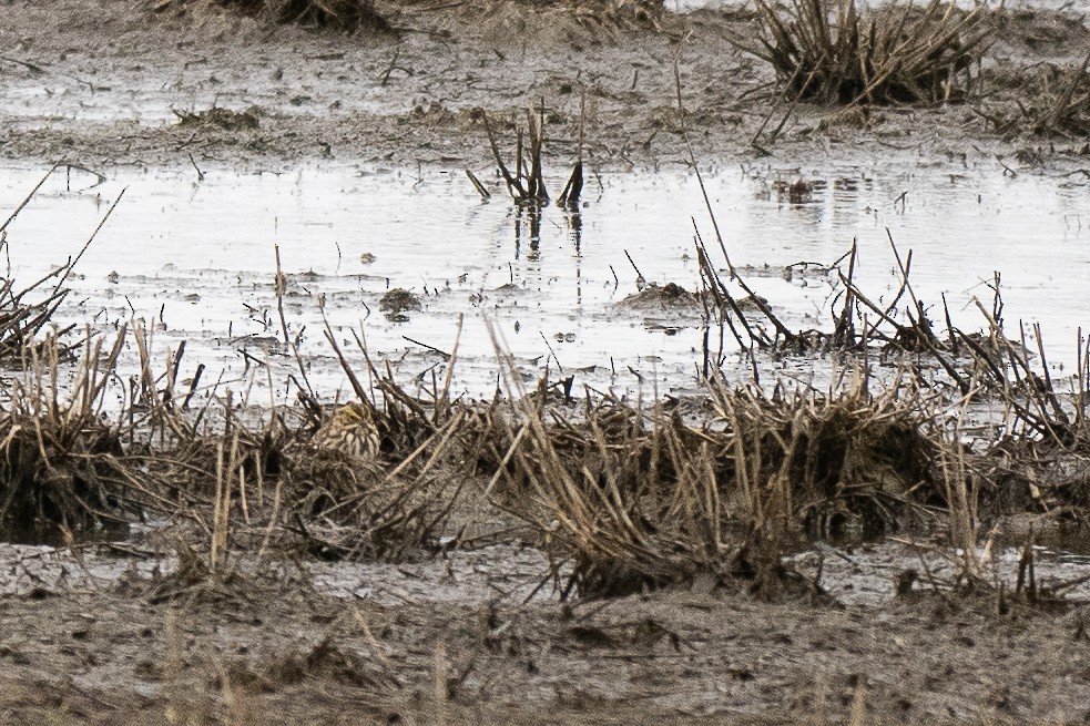 Savannah Sparrow - Wayne Lattuca