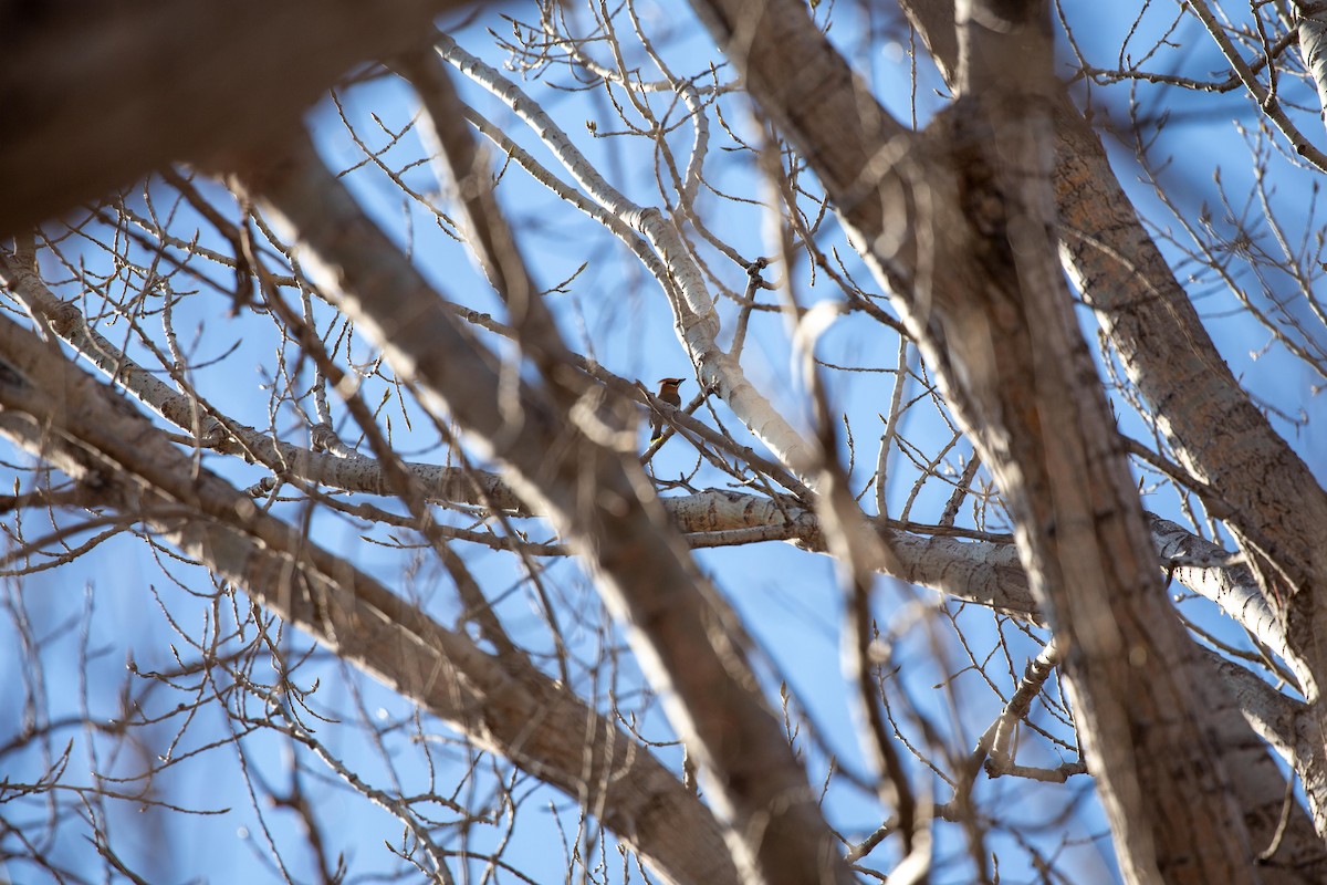 Cedar Waxwing - Chris Denzel