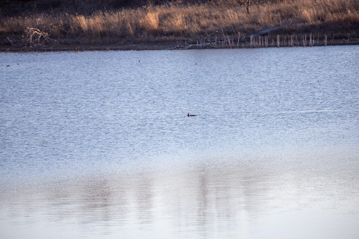 Common Loon - Chris Denzel