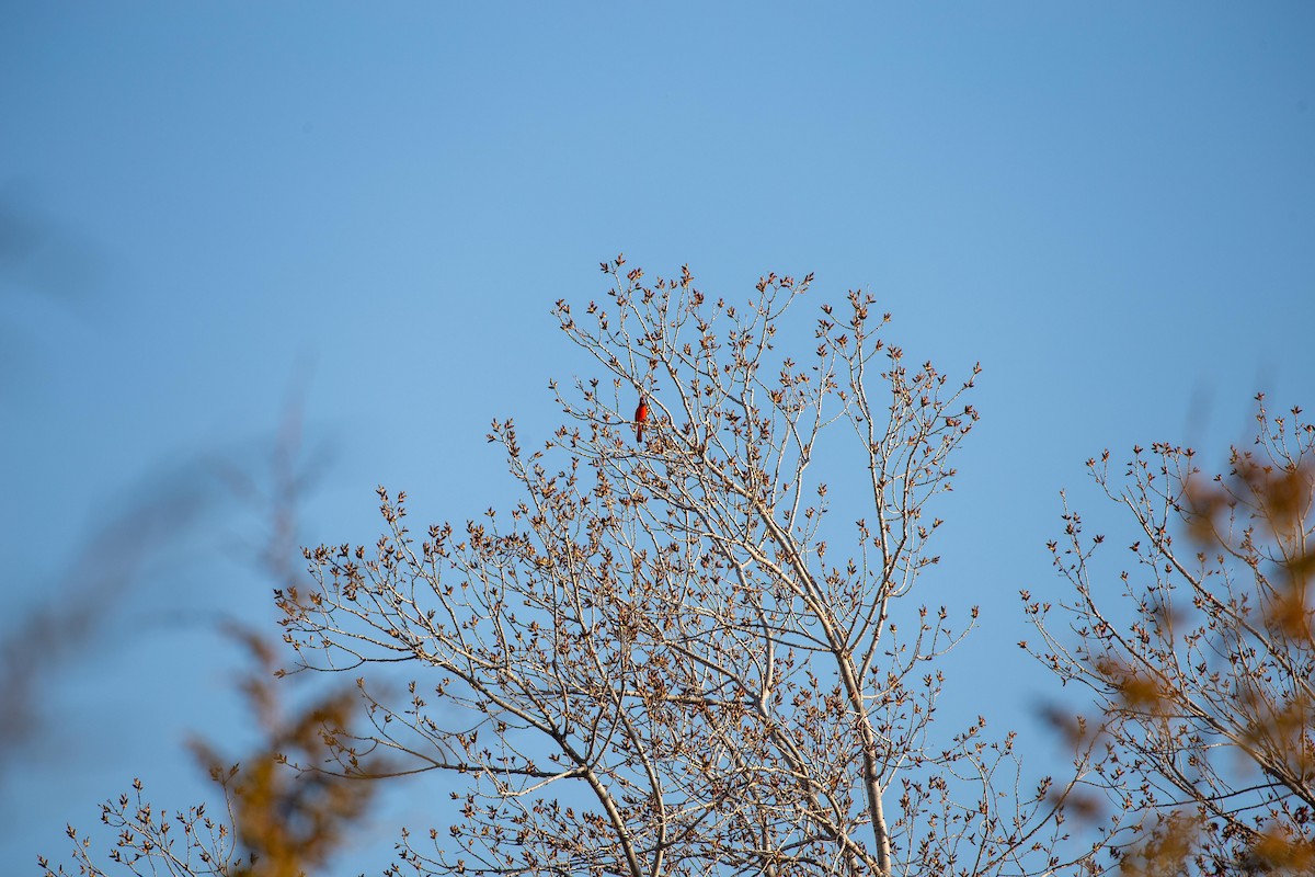 Northern Cardinal - Chris Denzel