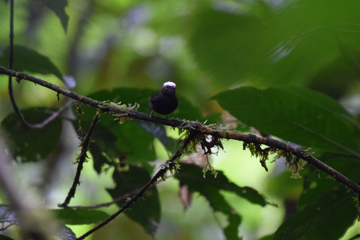 Blue-rumped Manakin - Nick Kowalske