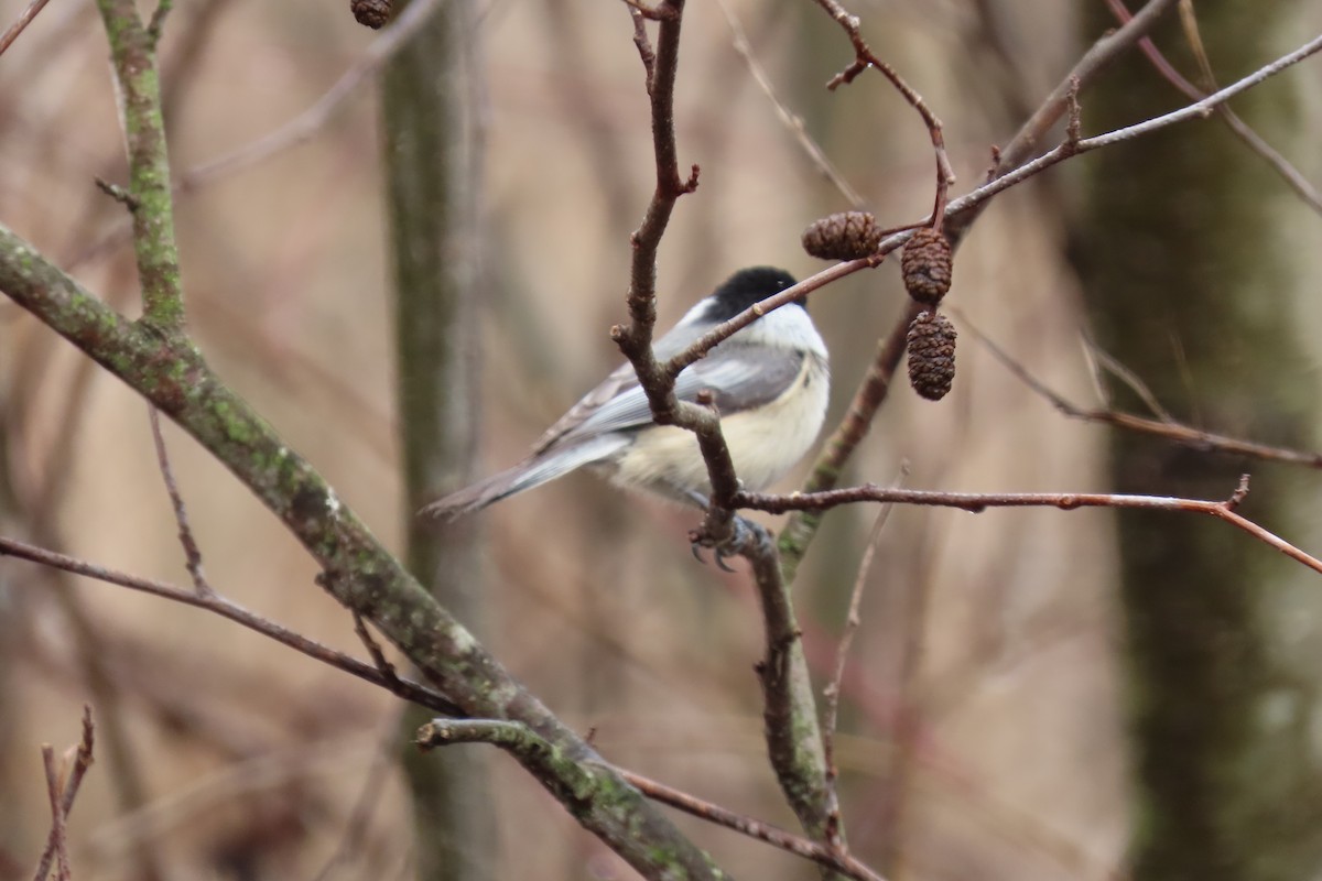 Black-capped Chickadee - Peter & Jane Wolfe