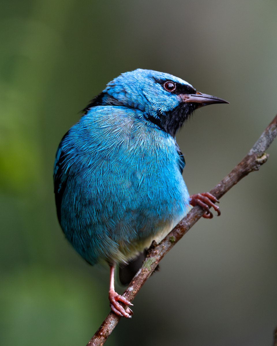 Blue Dacnis - ML617237260