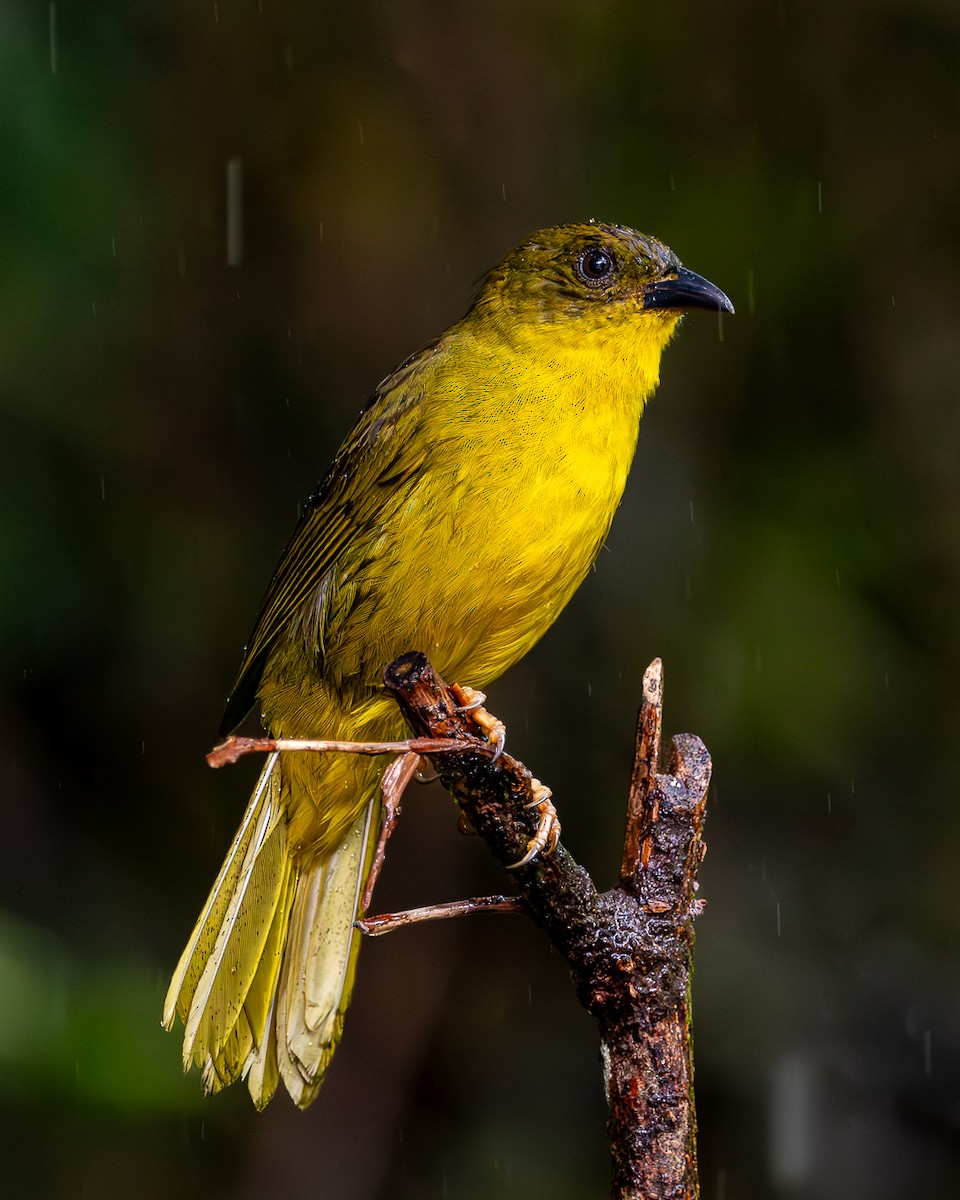 Olive-green Tanager - Elcio Reis