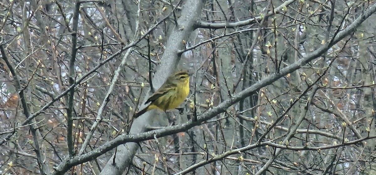 Palm Warbler - Rick Koval