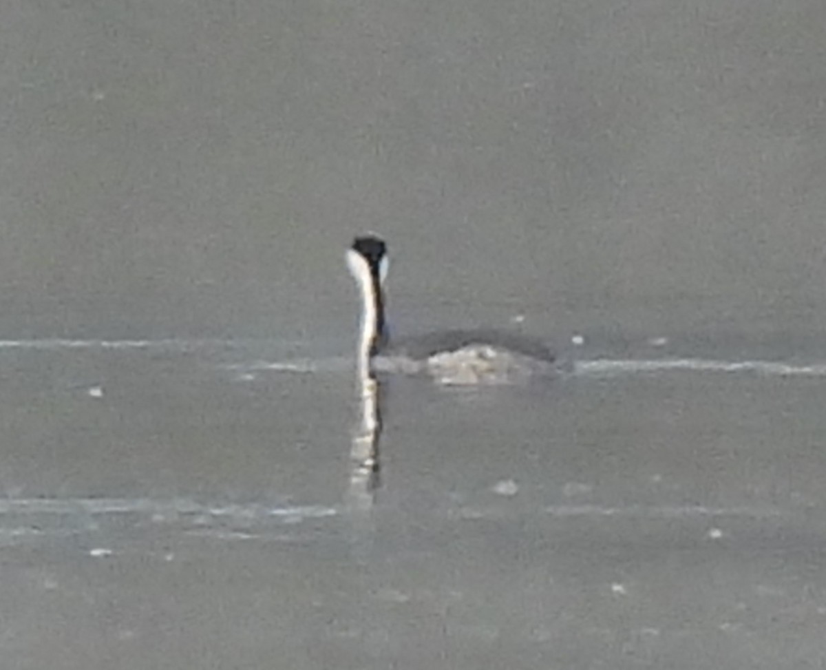 Clark's Grebe - ML617237323