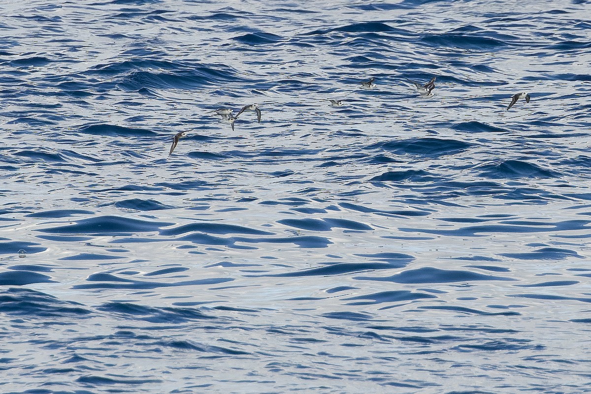 Red-necked Phalarope - Joachim Bertrands