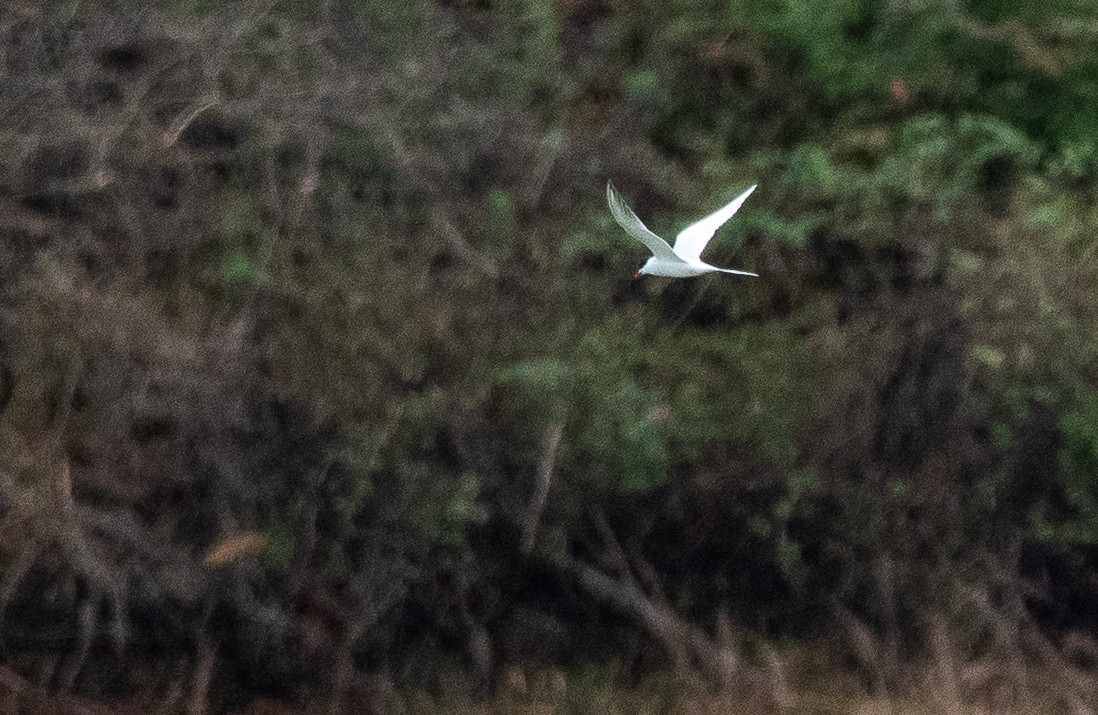 Forster's Tern - ML617237328