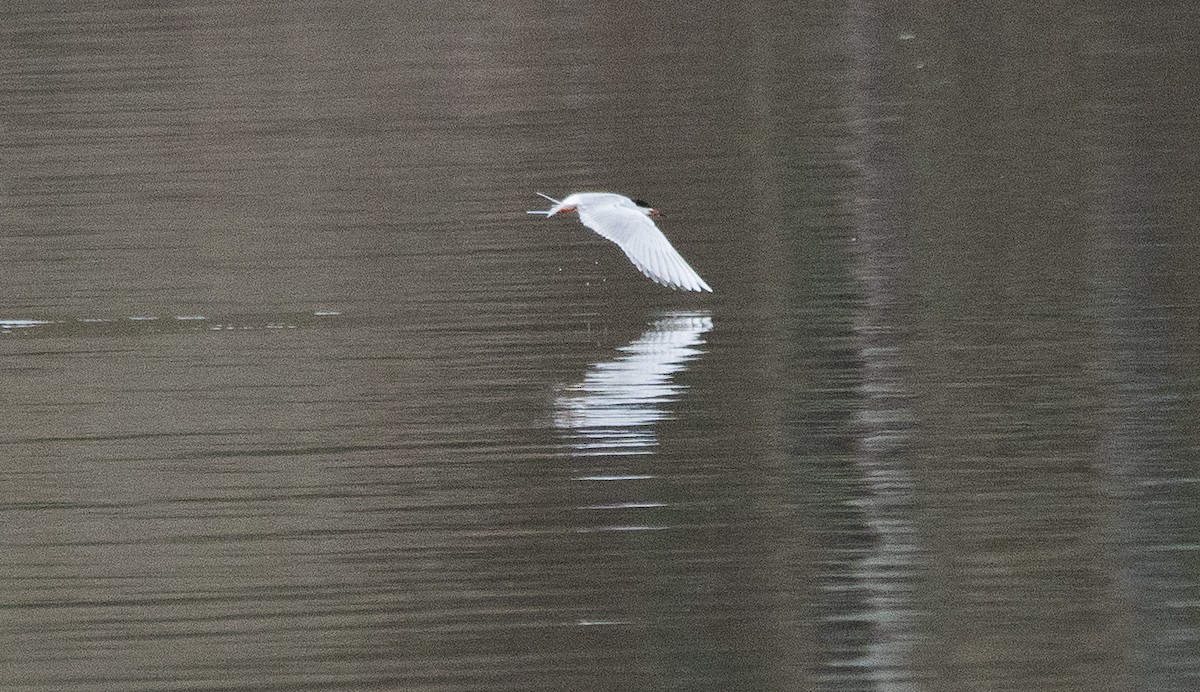 Forster's Tern - ML617237330