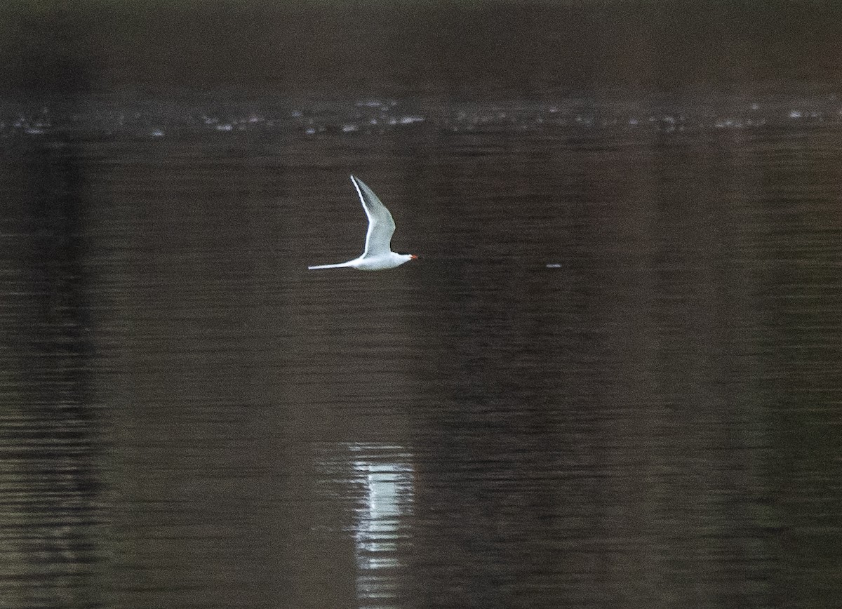 Forster's Tern - ML617237331