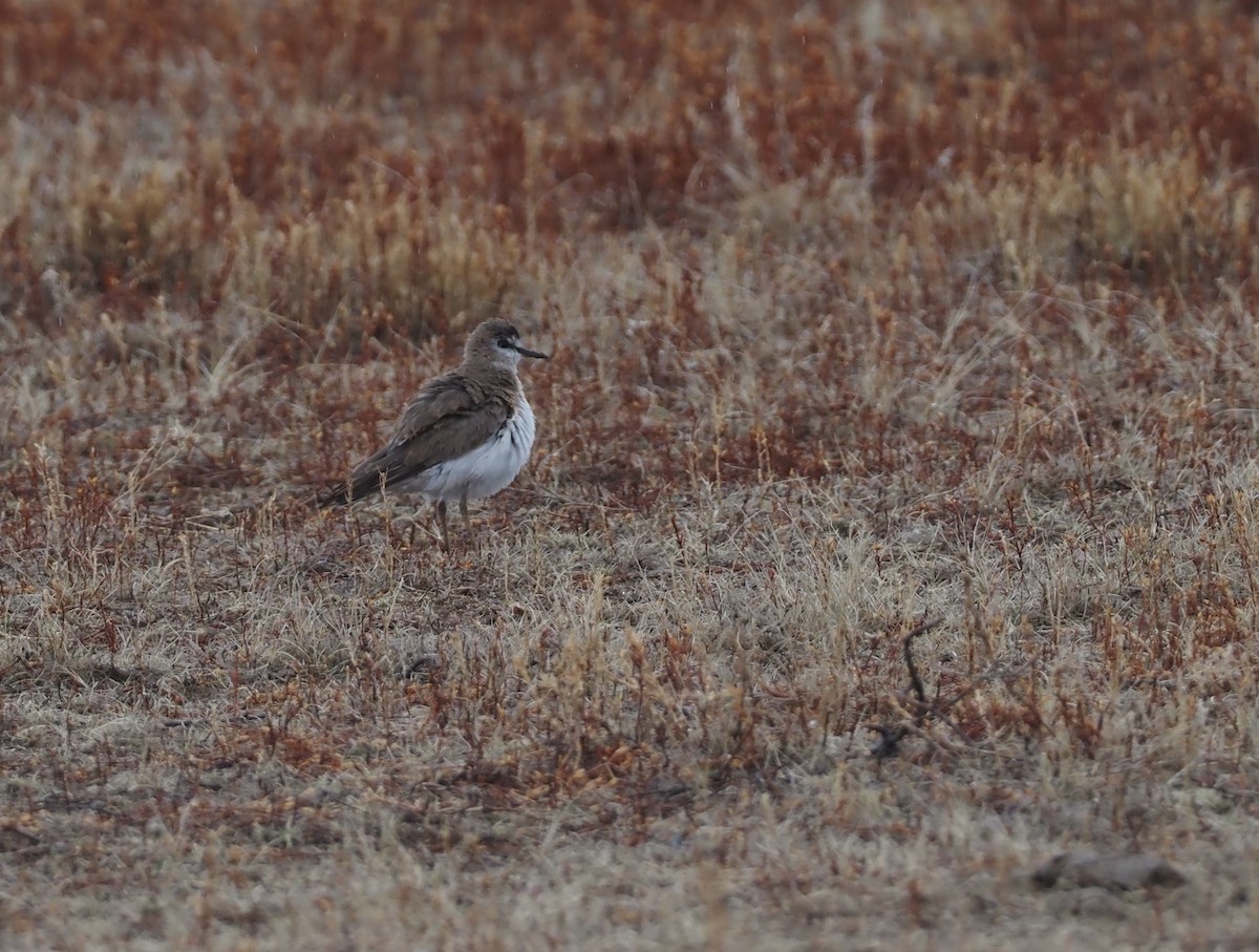 Mountain Plover - ML617237338