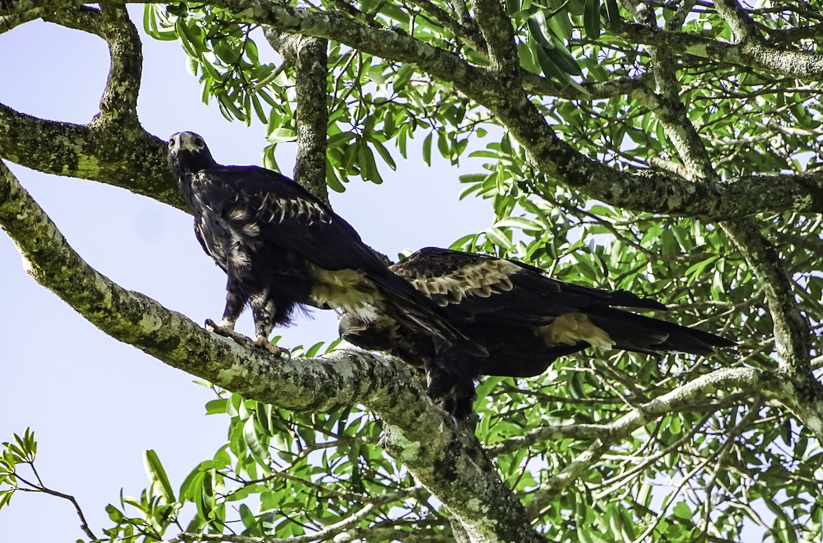 Wedge-tailed Eagle - Rebel Warren and David Parsons