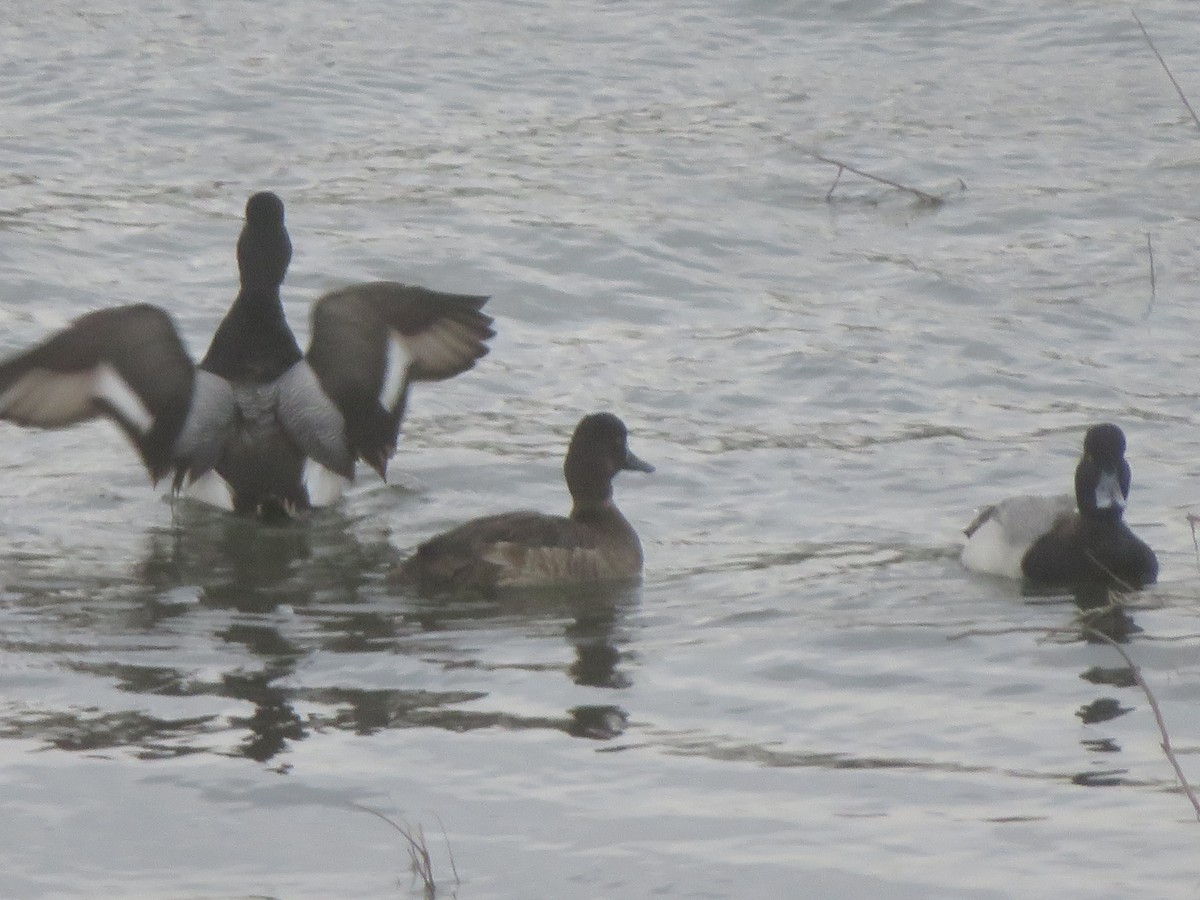 Lesser Scaup - ML617237361