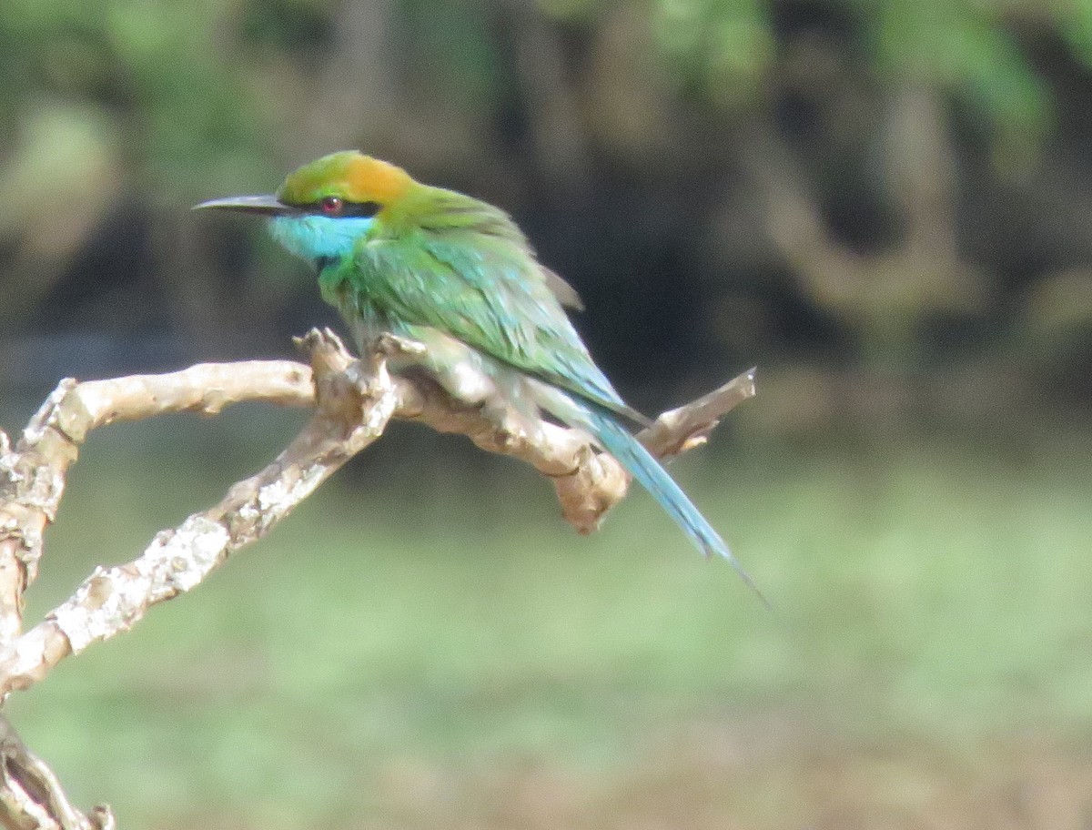 Asian Green Bee-eater - ML617237386