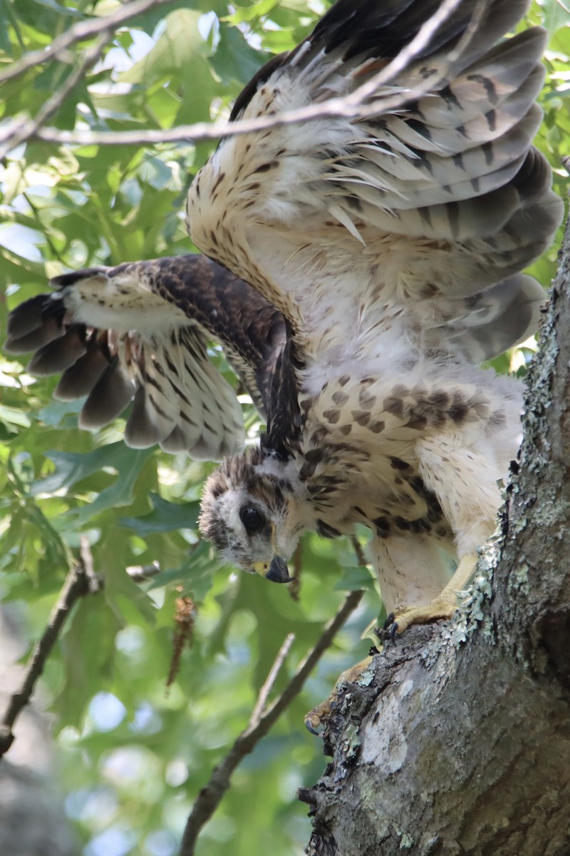 Red-shouldered Hawk - ML617237391