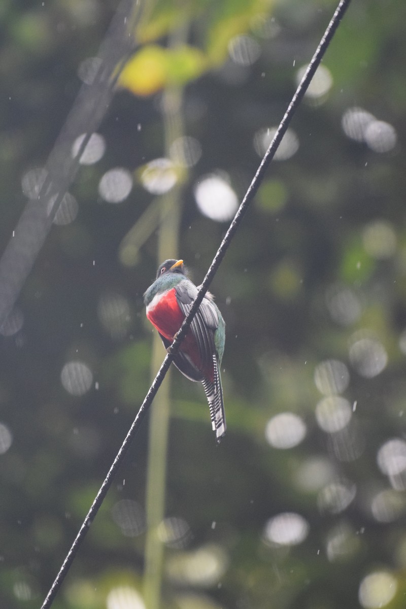 Collared Trogon - ML617237399