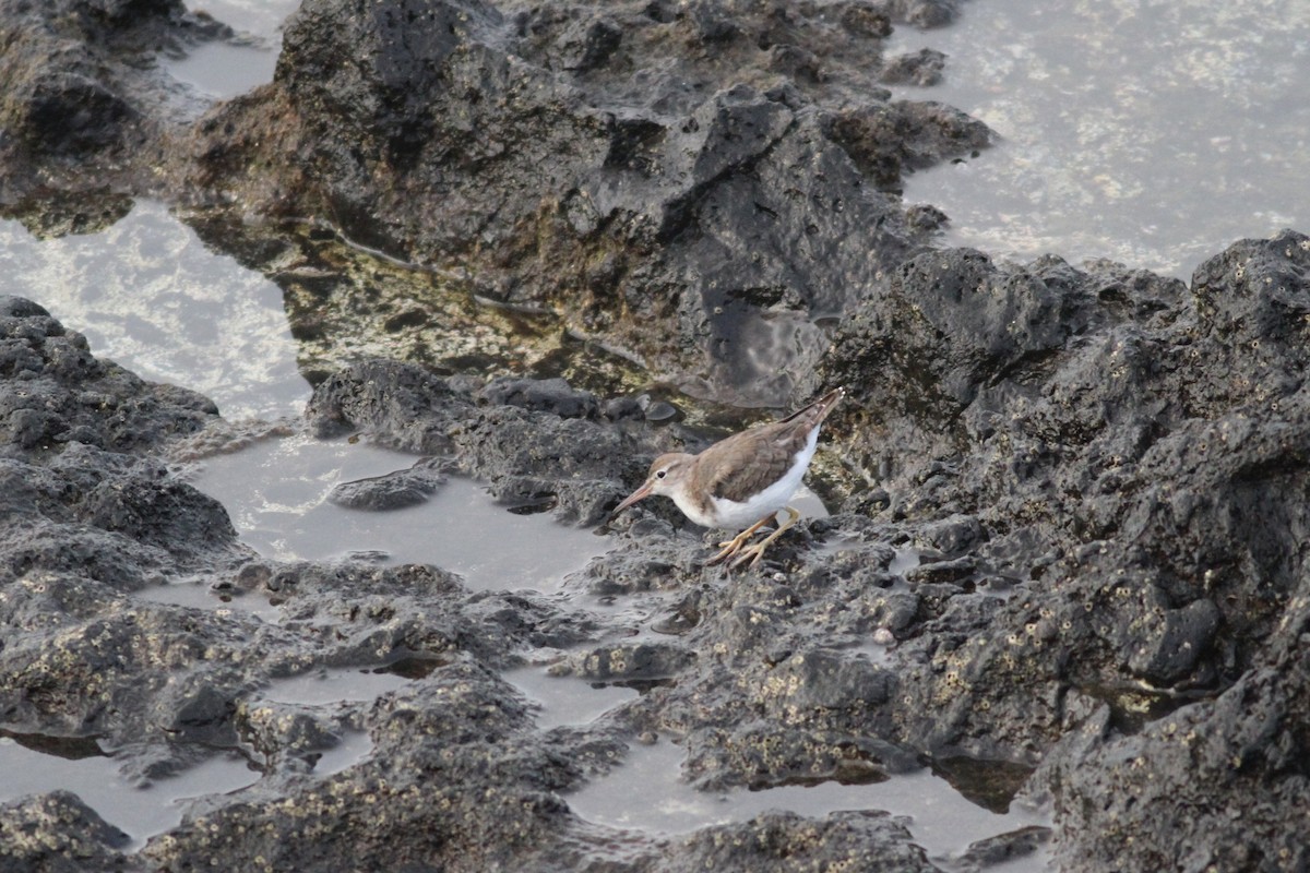 Spotted Sandpiper - ML617237402
