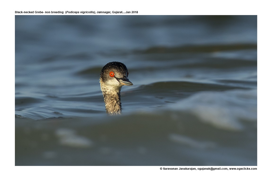 Eared Grebe - Saravanan Janakarajan