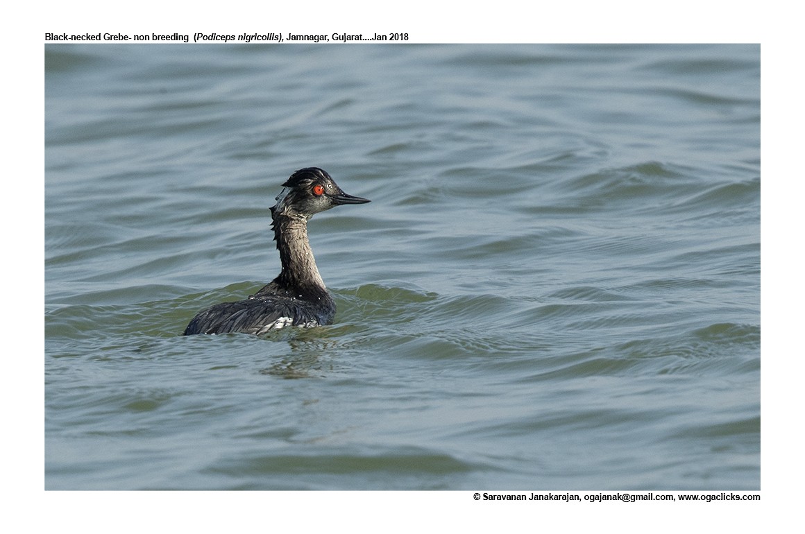 Eared Grebe - ML617237436