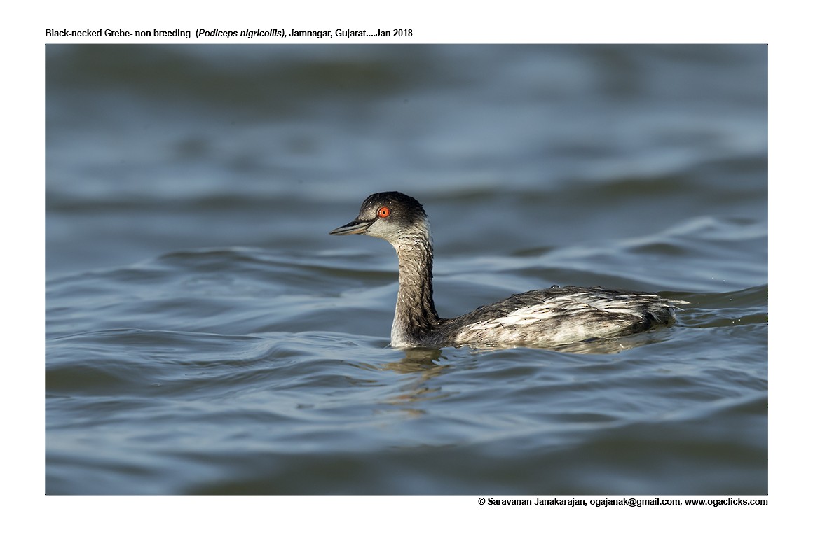 Eared Grebe - ML617237437