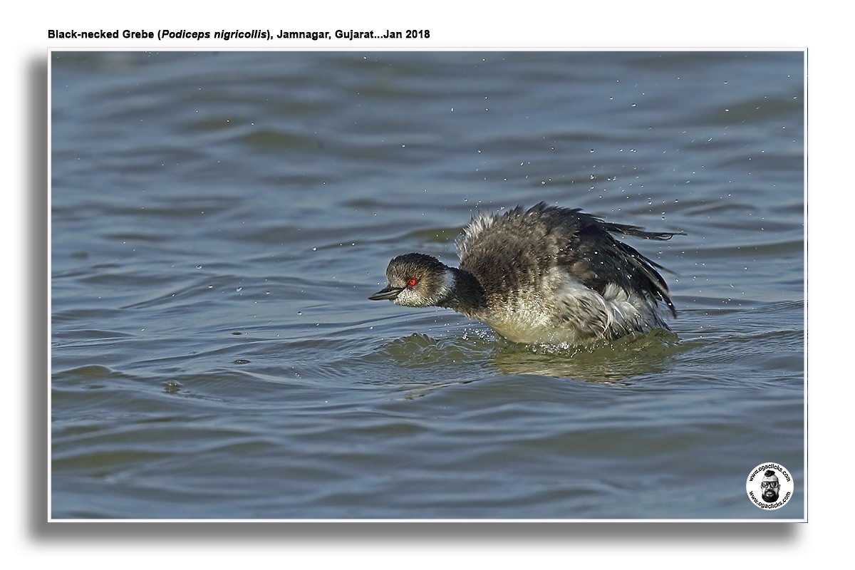 Eared Grebe - ML617237438