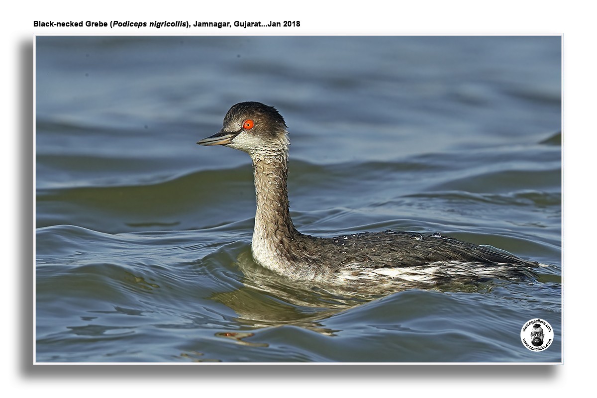 Eared Grebe - ML617237439