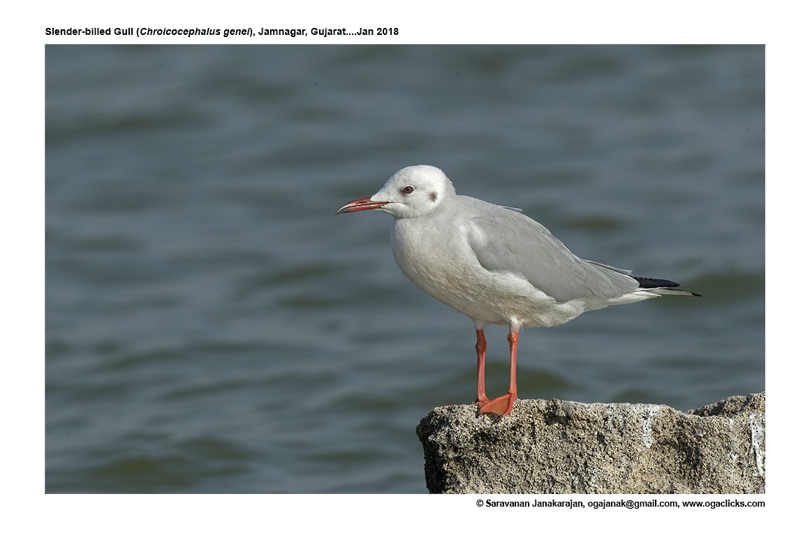 Slender-billed Gull - ML617237445