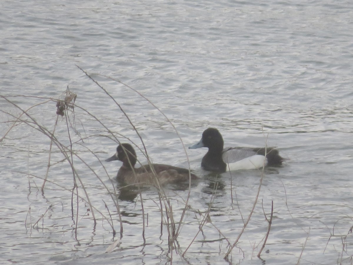 Lesser Scaup - ML617237450