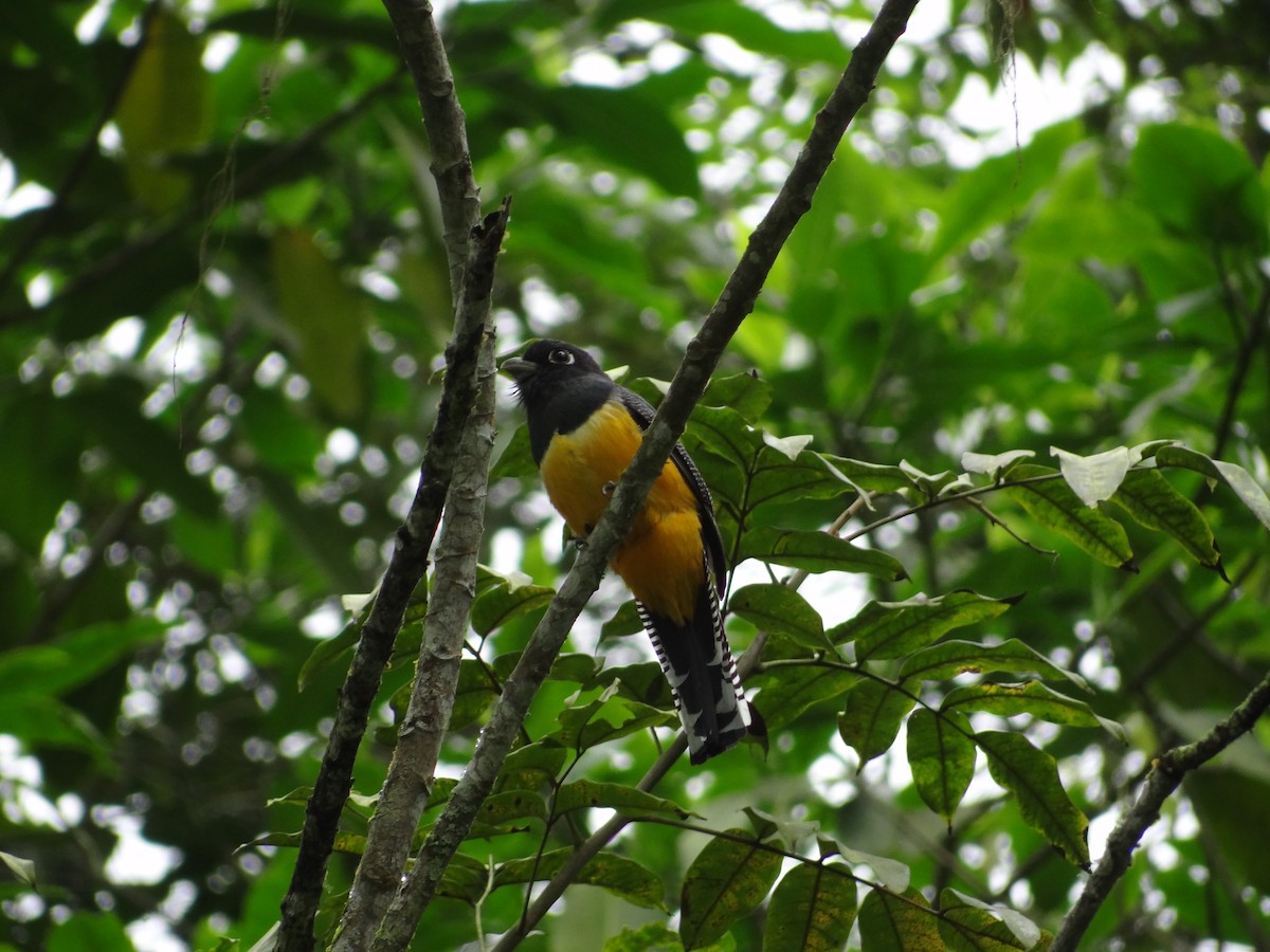 Gartered Trogon - Francisco Sornoza