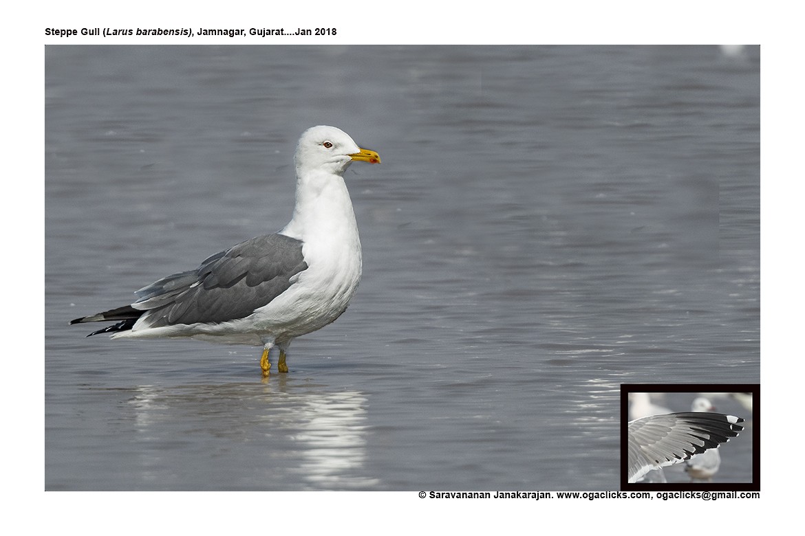 Goéland brun (barabensis) - ML617237466