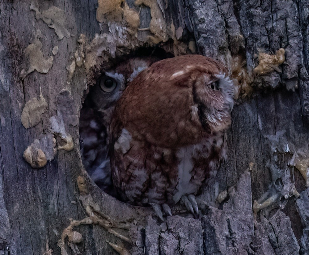 Eastern Screech-Owl - Thomas Haycraft