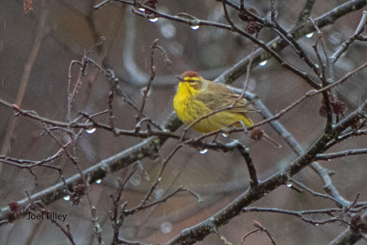 Palm Warbler - ML617237504