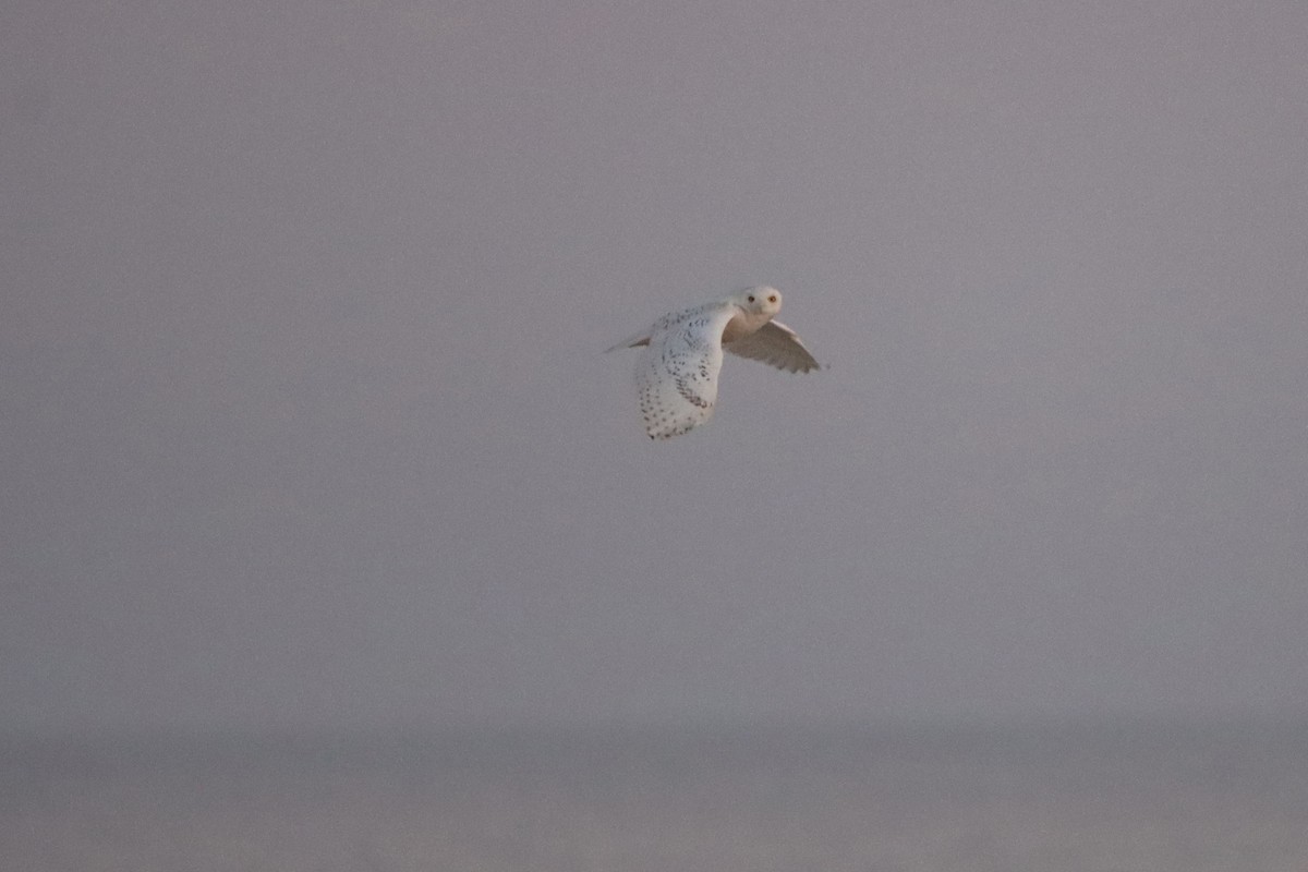 Snowy Owl - Joanna Watson