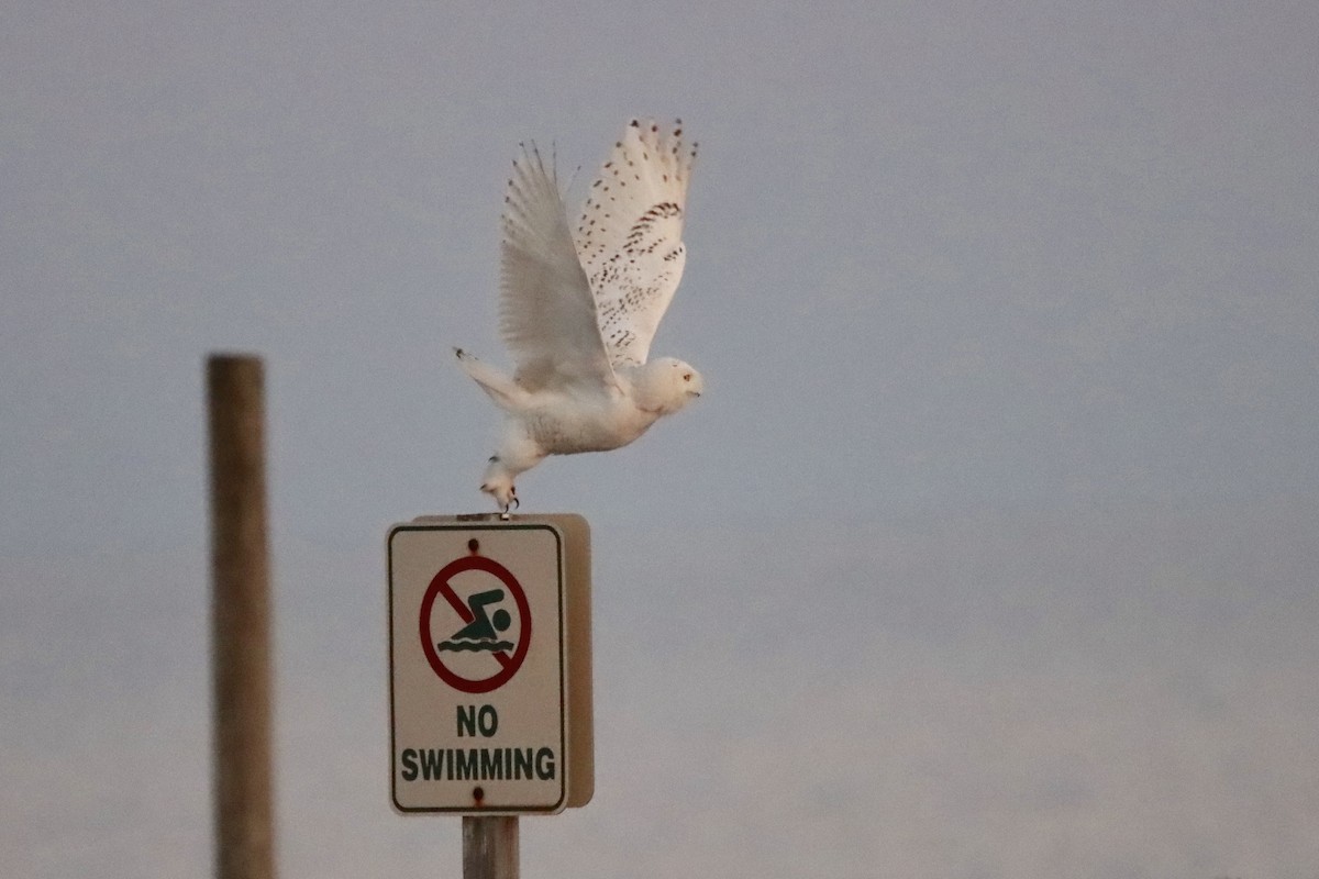 Snowy Owl - ML617237515