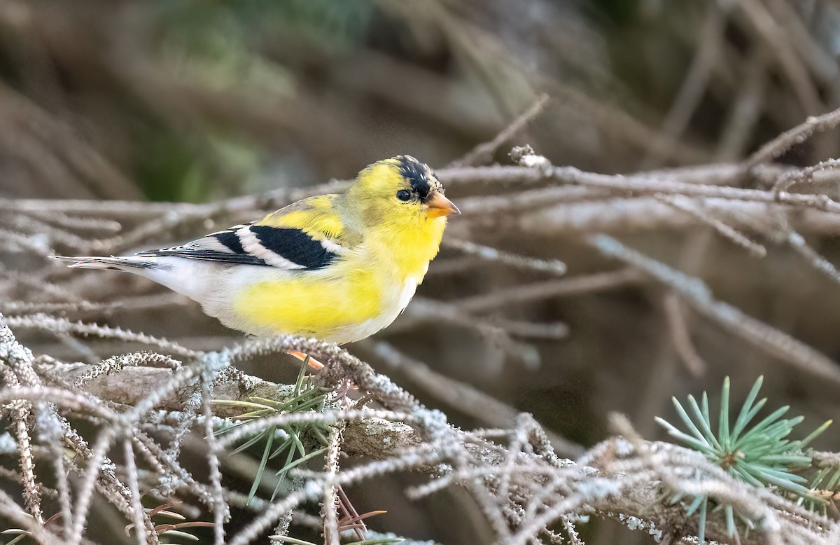 American Goldfinch - ML617237519
