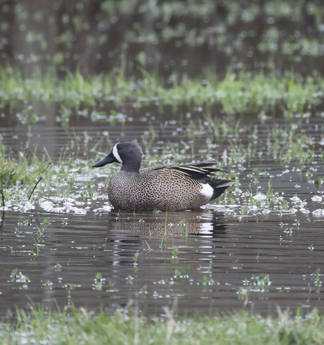 Blue-winged Teal - Ross Sormani