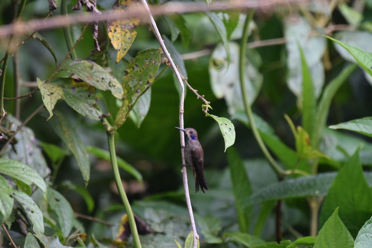 Brown Violetear - ML617237584