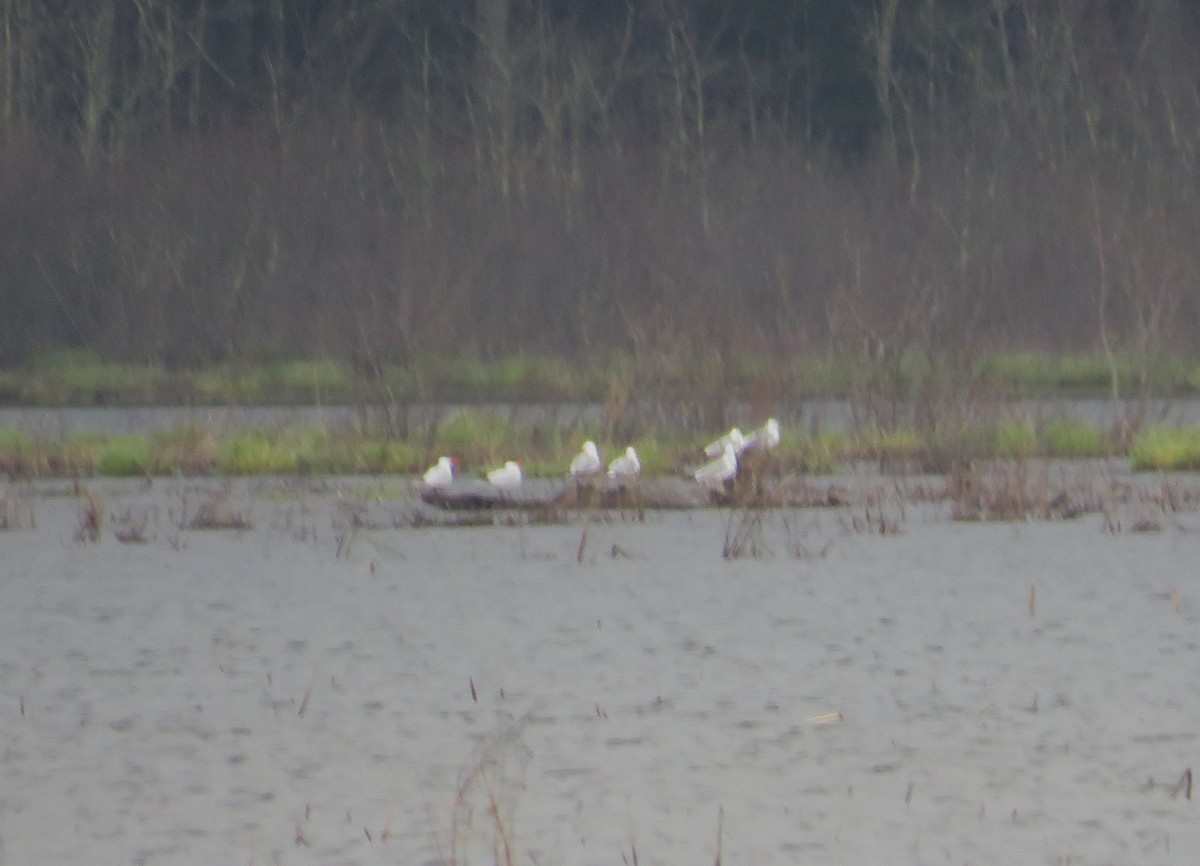 Caspian Tern - ML617237586