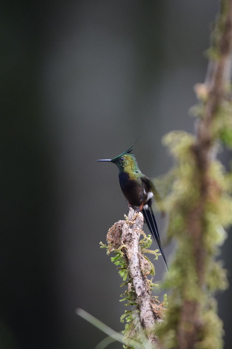 Wire-crested Thorntail - ML617237587