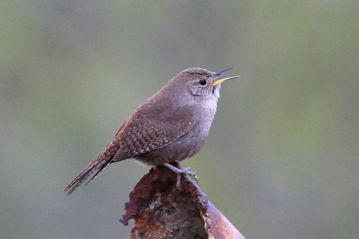 House Wren - ML617237590