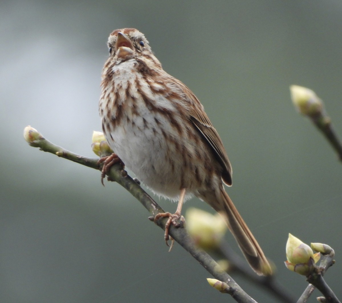 Song Sparrow - ML617237592